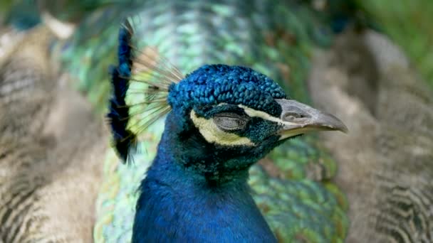 Portret Van Prachtige Peacock — Stockvideo