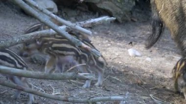 Çizgili domuzcuklu yaban domuzu