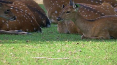 Avrupai geyik yeşil bir çayırda yatıyor
