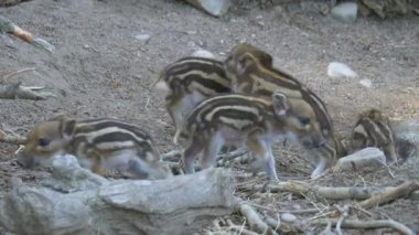 Çizgili domuzcuklu yaban domuzu