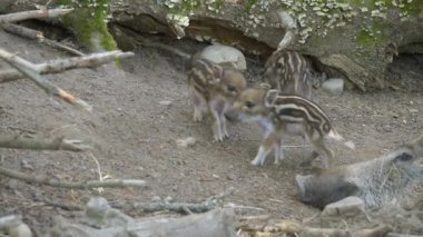 Çizgili domuzcuklu yaban domuzu