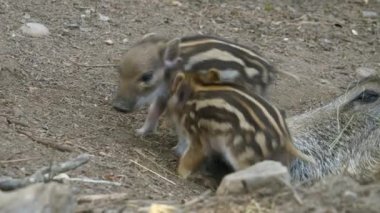 Çizgili domuzcuklu yaban domuzu
