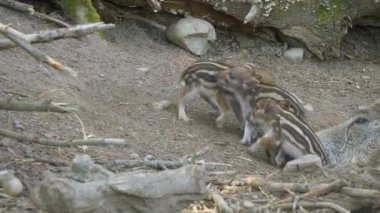 Çizgili domuzcuklu yaban domuzu