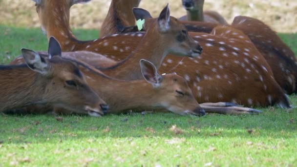 緑の草原に寝そべっているヨーロッパの休鹿 — ストック動画