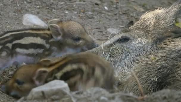 Cinghiale Con Maialini Rigati — Video Stock