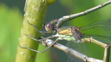 Yeşil yapraklı yusufçuk manzarası