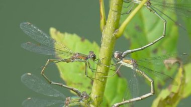 Yeşil yaprak üzerinde yusufçuk manzarası