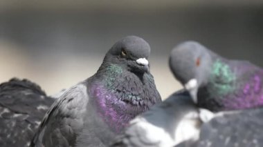 Parapetteki gri güvercinlerin yakın çekim görüntüsü.