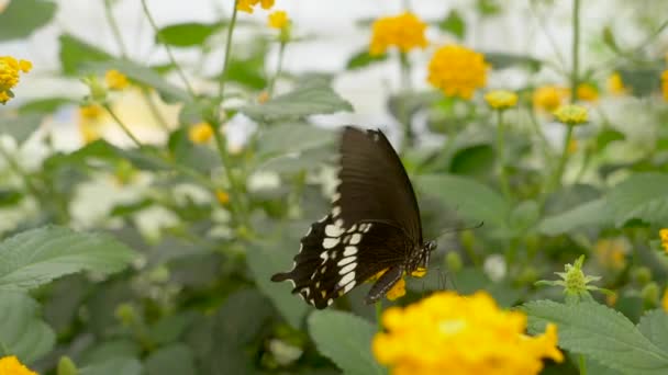 Krásný Motýl Žlutém Květu — Stock video