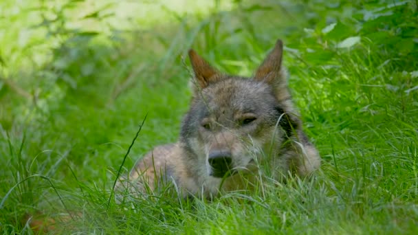 Волк Лежащий Траве — стоковое видео