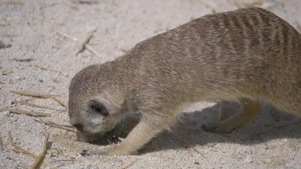 野生動物のかわいい面白いMeerkatのクローズアップ — ストック動画