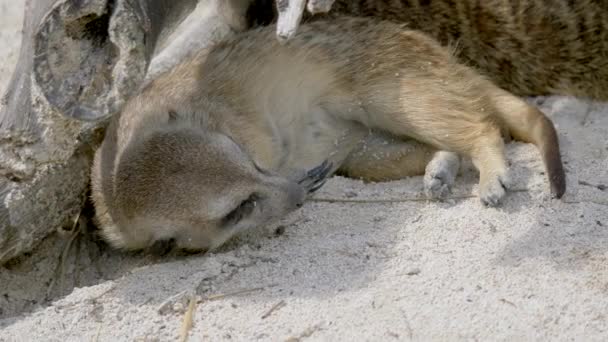 Primer Plano Lindo Suricata Divertido Vida Silvestre — Vídeo de stock