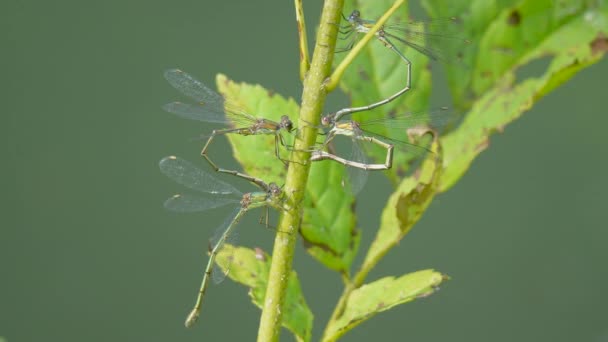 Vue Macro Des Libellules Sur Feuille Verte — Video