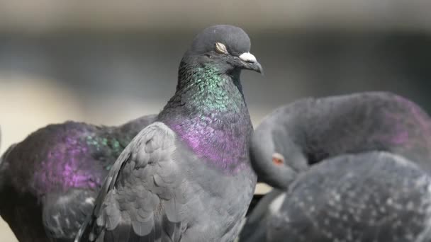 Vista Ravvicinata Delle Colombe Grigie All Aperto Sul Parapetto — Video Stock