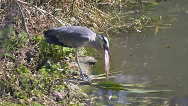 Czapla Szara Polowała Rybę Ardea Cinerea Dużą Czaplę Szarą Jezior — Wideo stockowe