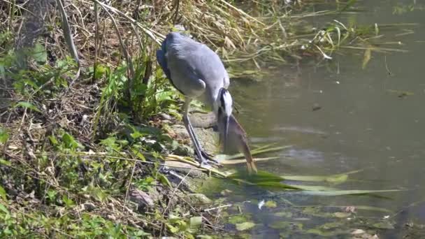 Grey Heron Hunted Fish Ardea Cinerea Large Common Gray Heron — Stock Video