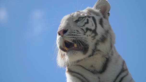 Harimau Putih Yang Indah Melawan Langit Biru — Stok Video