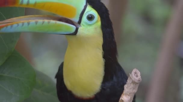 Close Van Een Vogelkielsnaveltoekan Ramphastos Sulfuratus — Stockvideo