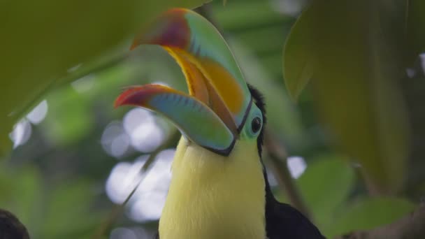 Close Van Een Vogelkielsnaveltoekan Ramphastos Sulfuratus — Stockvideo