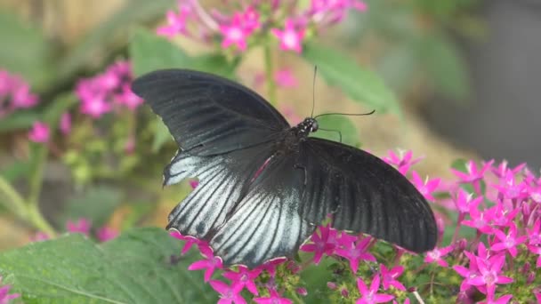 粉色花朵上美丽的黑色蝴蝶 — 图库视频影像