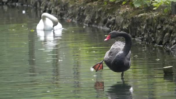 Cygnes Noirs Blancs Dans Eau — Video