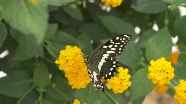 Krásný Motýl Žlutém Květu — Stock video