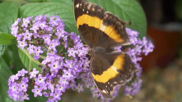 Hermosa Mariposa Las Flores — Vídeo de stock