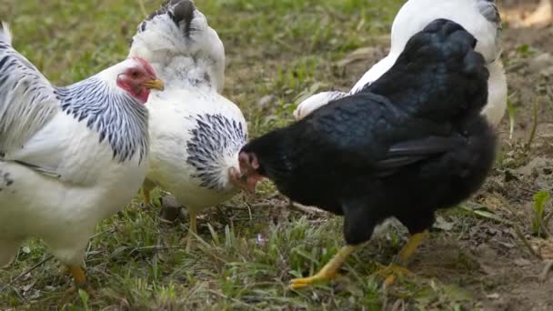 農場の白い家庭用鶏黒と白の鶏 — ストック動画