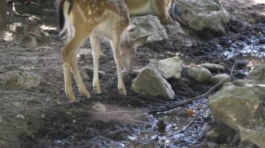  Ormandaki genç geyik