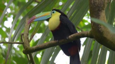 Bir kuş omurga galı tukanına (Ramphastos sülfuratus) yakın çekim)