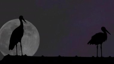 Arka planda dolunay olan leylek siluetleri