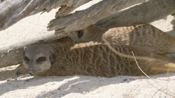 Gros Plan Sur Les Suricates Mignons Dans Faune — Video