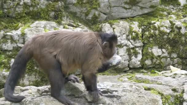 Mono Capuchino Marrón Cebus Apella Sobre Rocas — Vídeo de stock