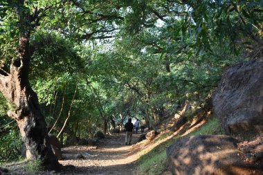 Güzel yeşil ağaçları olan bir orman arasında inşa edilmemiş güzel bir yol.