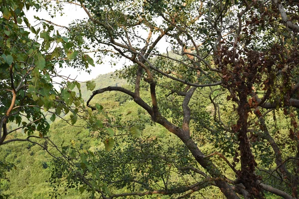 Schöne Grüne Hintergrund Der Tress — Stockfoto