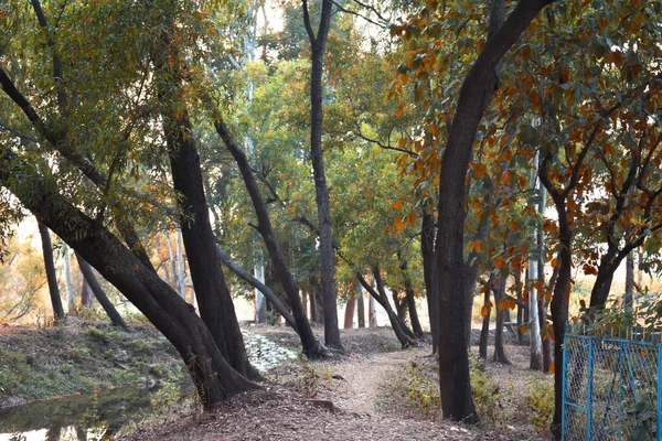 Nezpevněná Stezka Mezi Zeleným Lesem Během Podzimní Sezóny — Stock fotografie