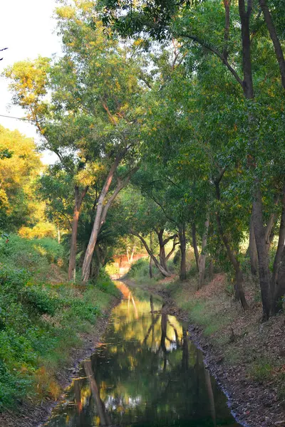 Lago Con Reflejo Verde Ambos Árboles Laterales — Foto de Stock