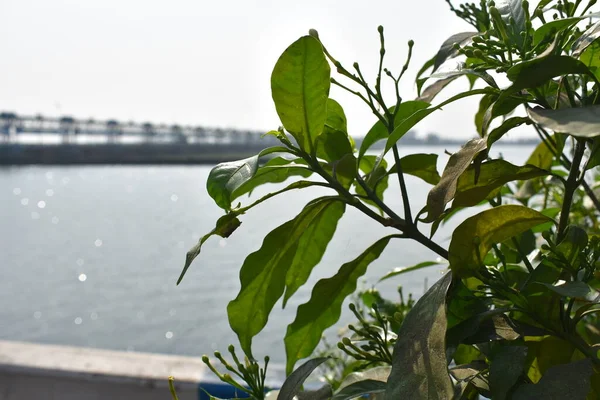 Feuilles Vertes Cultivées Premier Plan Juste Côté Une Rivière Bleue — Photo