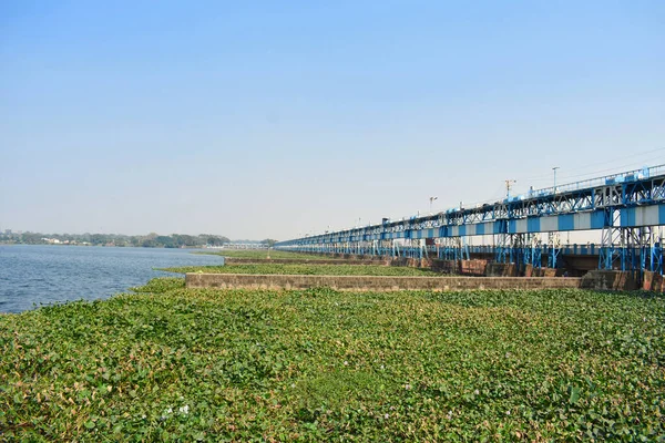 Plantes Nénuphars Poussant Sur Toute Surface Rivière Près Barrage Avec — Photo