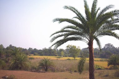 Image of a green filed with palm tree in the foreground