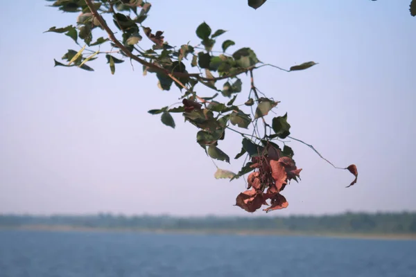 Green Red Leaves Foreground Blue Water Lake — Stock Fotó