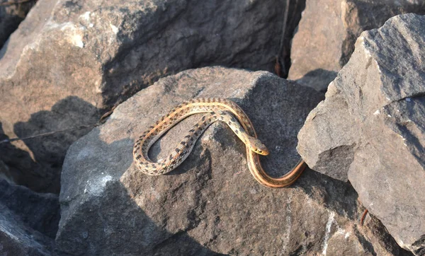 closeup image of a poisonous snake taking sunbath near a lake