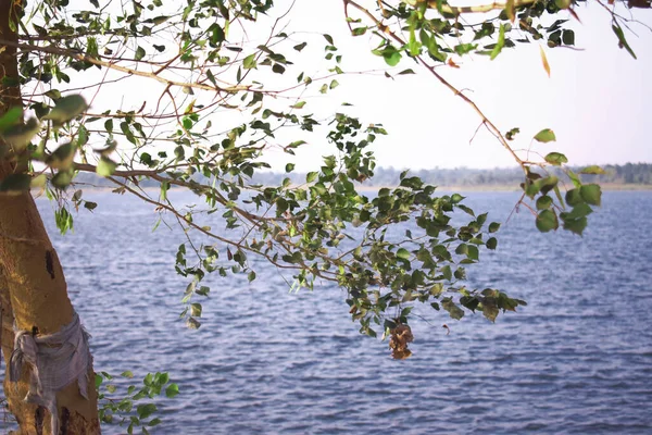 Brisa Noturna Perto Lago Azul Com Folhas Verdes Primeiro Plano — Fotografia de Stock