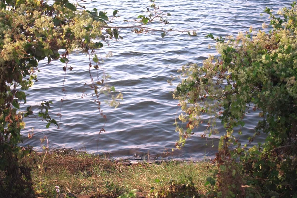 Pequenas Ondas Lago Azul Tocando Costa Com Árvores Verdes Primeiro — Fotografia de Stock