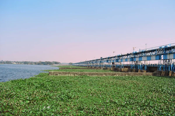 Barrage Durgapur Avec Des Plantes Eau Verte Flottant Sur Rivière — Photo