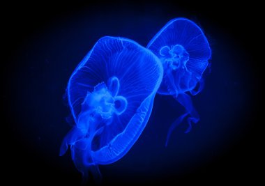 hafif mavi jellyfish