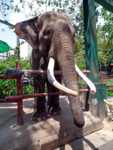 Großer Elefant im Zoo — Stockfoto