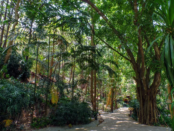 Carretera en bosque tropical — Foto de Stock