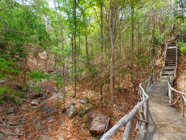 Puinen portaikko metsässä — kuvapankkivalokuva