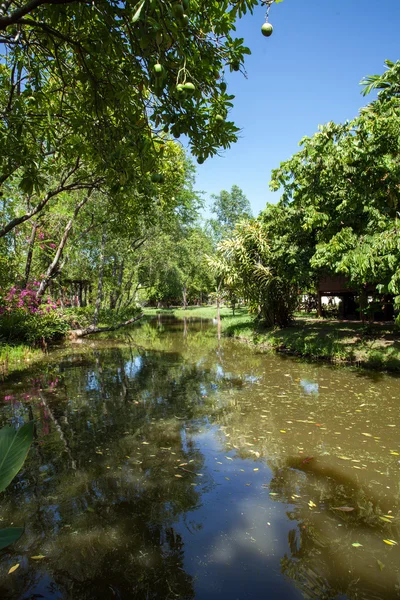 Tropic nature  in  Thailand — Stock Photo, Image